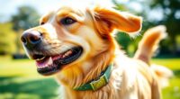 top pet gps trackers